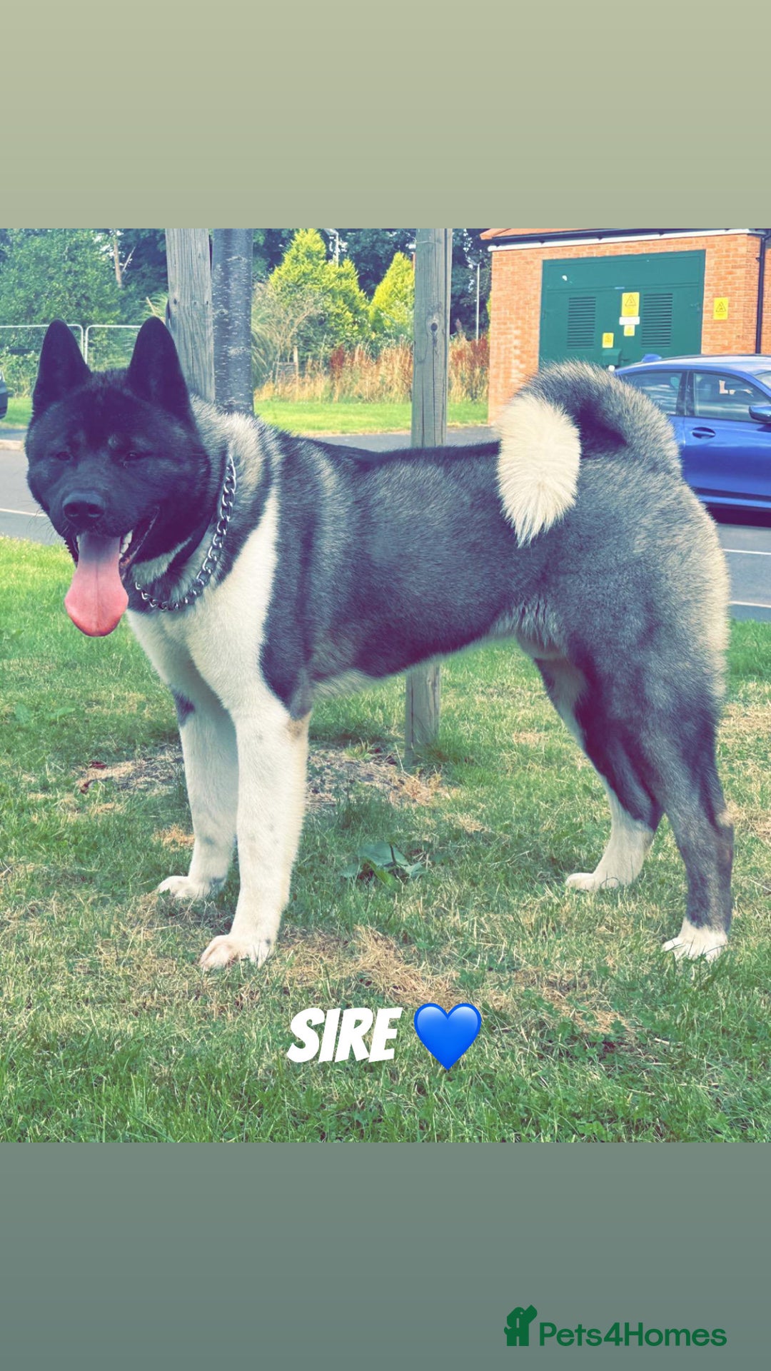 Akita dogs for sale: Beautiful KC Registered American Akita Puppies - Image 16