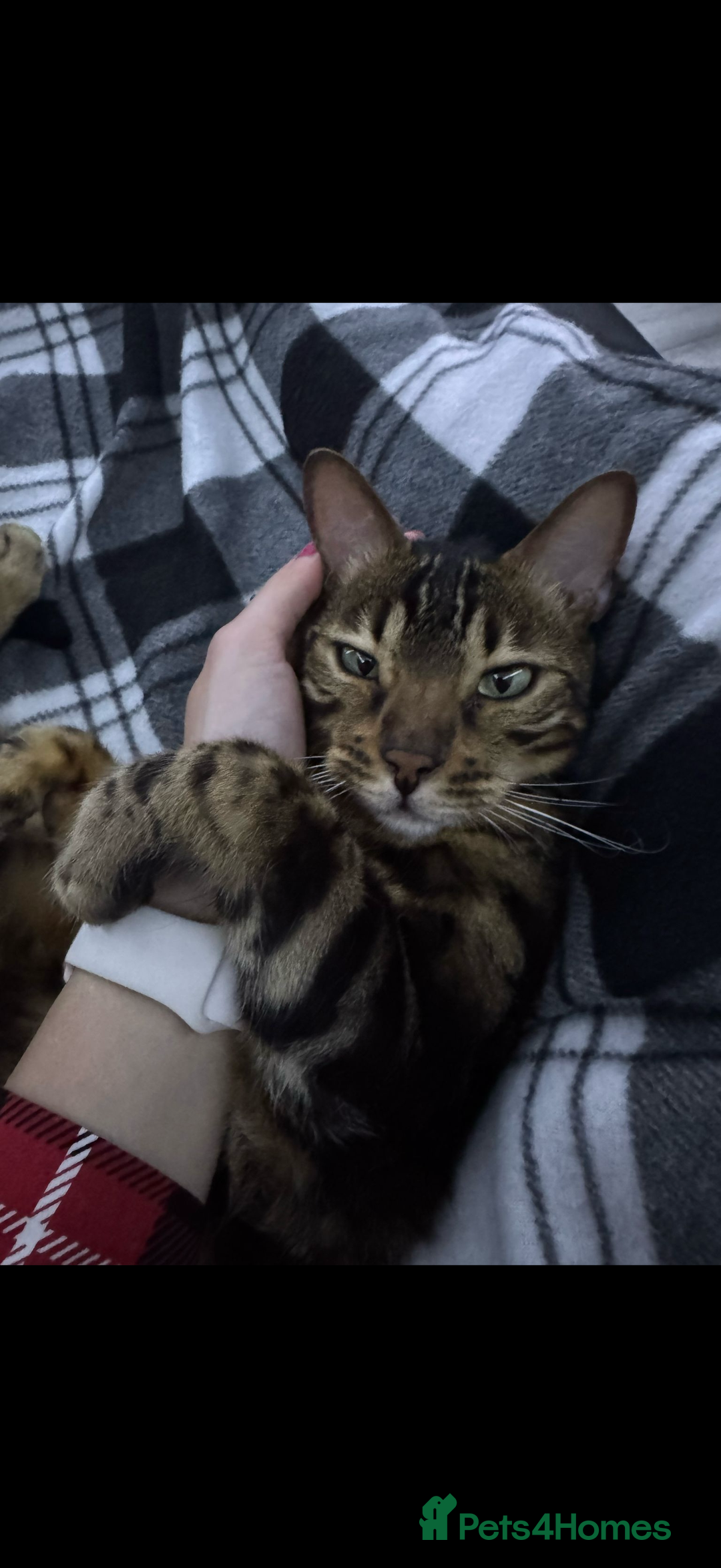 Bengal cats for sale: Pure breed bengal  - Advert 3