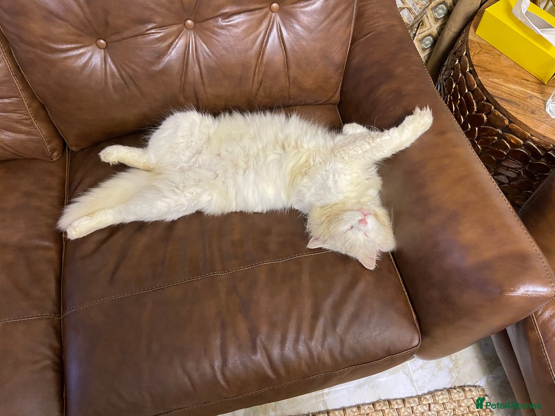 Turkish Angora cats for sale: FREE! Turkish Angora Cat Looking for a New Home  - Image 5