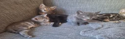 Mixed Breed cats for sale: 2 litters of 2 mommy in Preston - Advert 26