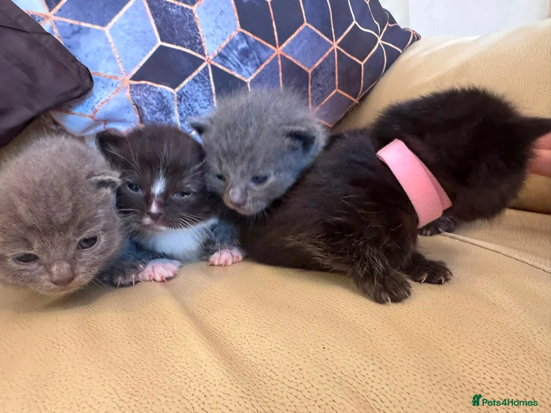Brazilian Shorthair cats for sale: British Short Hair/ Maine Coon Cross - Advert 2