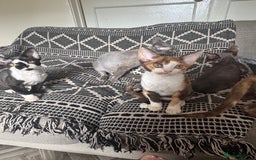 Devon Rex cats for sale: 1 girl left Devon Rex Kittens – Exceptional Type  in Stamford - Image 31