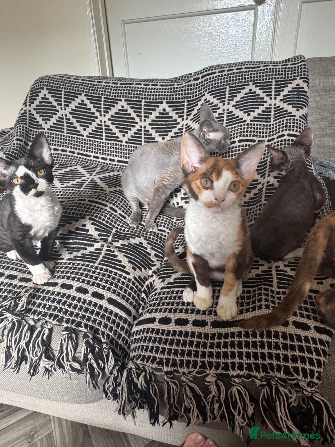 Devon Rex cats for sale: 1 girl left Devon Rex Kittens – Exceptional Type  in Stamford - Image 31