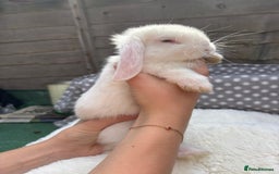 Havana rabbits for sale: 5 little bunnies for sale!! - Image 1