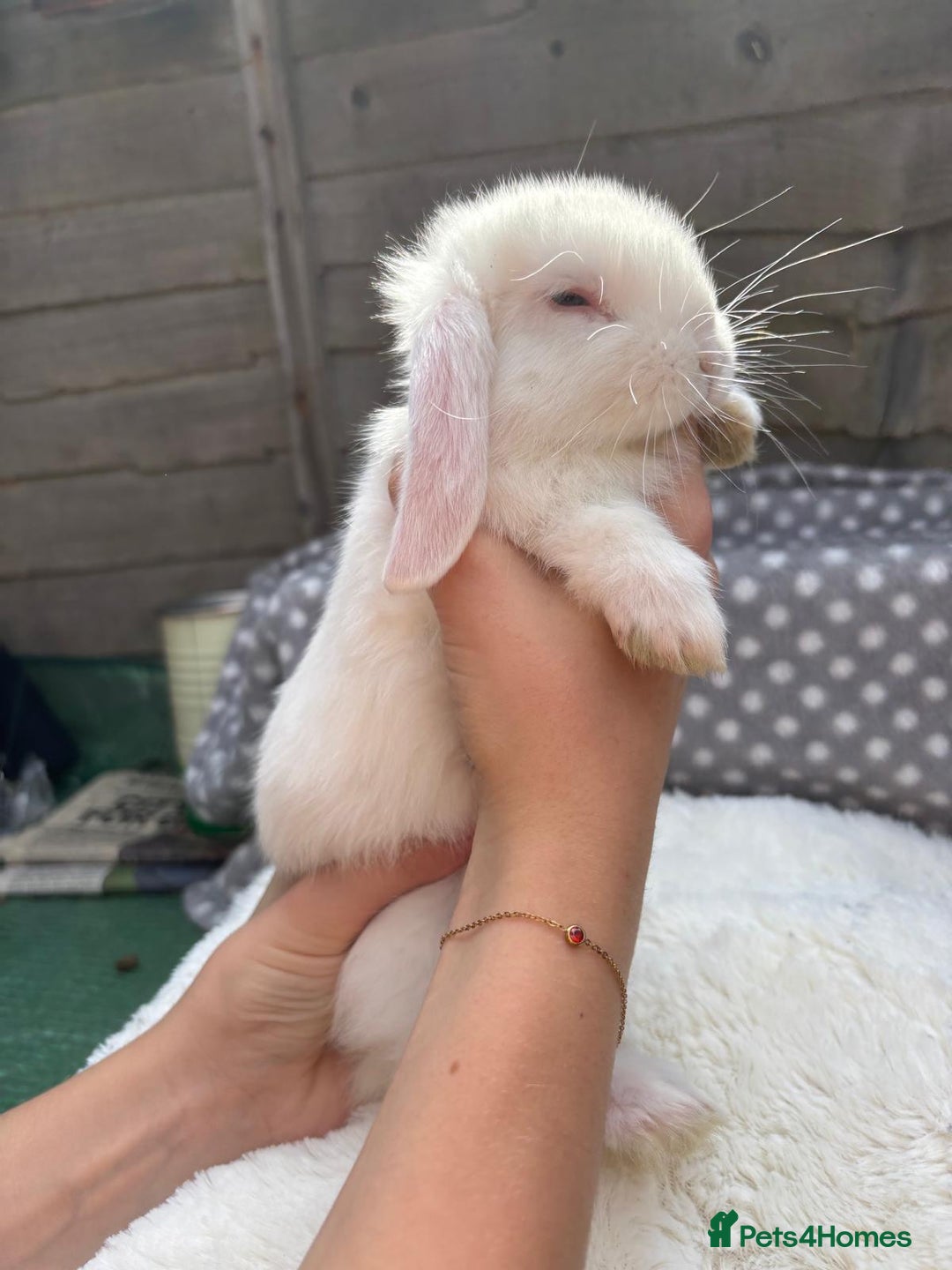 Havana rabbits for sale: 5 little bunnies for sale!! - Image 1