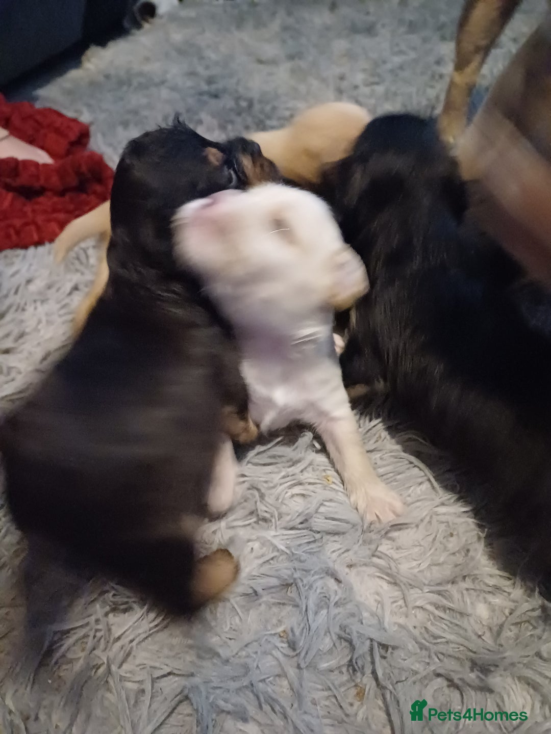 Mixed Breed dogs for sale: Froodle pups for sale  - Image 10