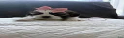 Shih Tzu dogs for sale: Shih Tzu  in Glasgow - Advert 8