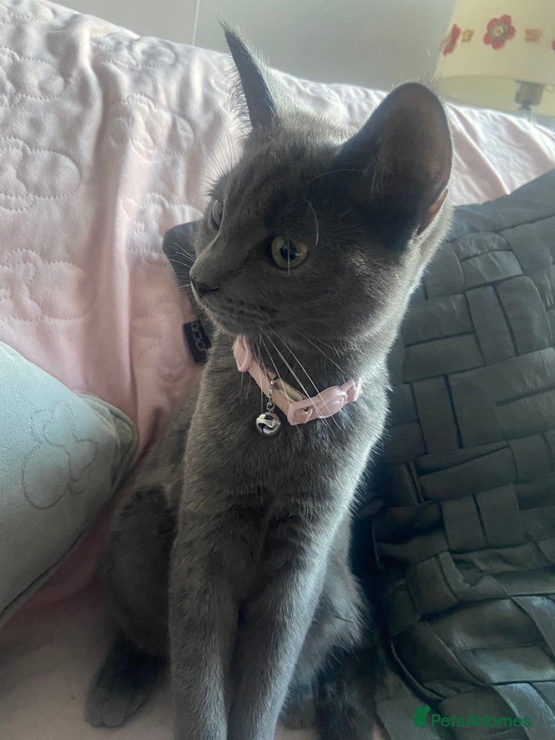 Russian Blue cats for sale: Russian blue kittens  - Image 4
