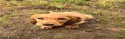 Cocker Spaniel dogs for sale: Cocker spaniel - Advert 23