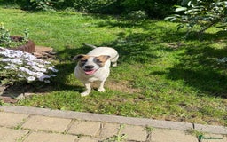 Mixed Breed dogs for adoption: 💖🐶 ZAYKA 🐶💖 - Image 9