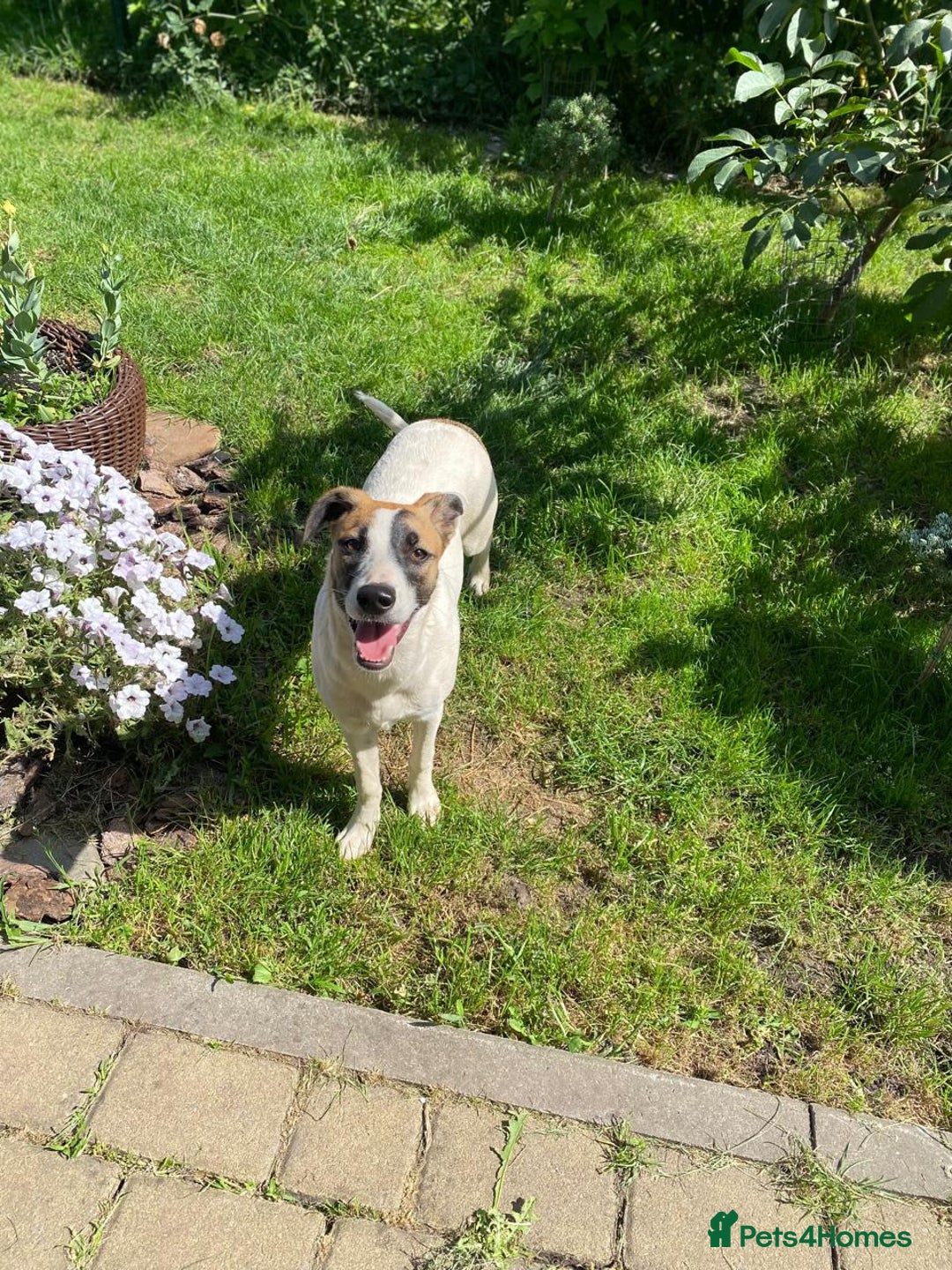 Mixed Breed dogs for adoption: 💖🐶 ZAYKA 🐶💖 - Image 9