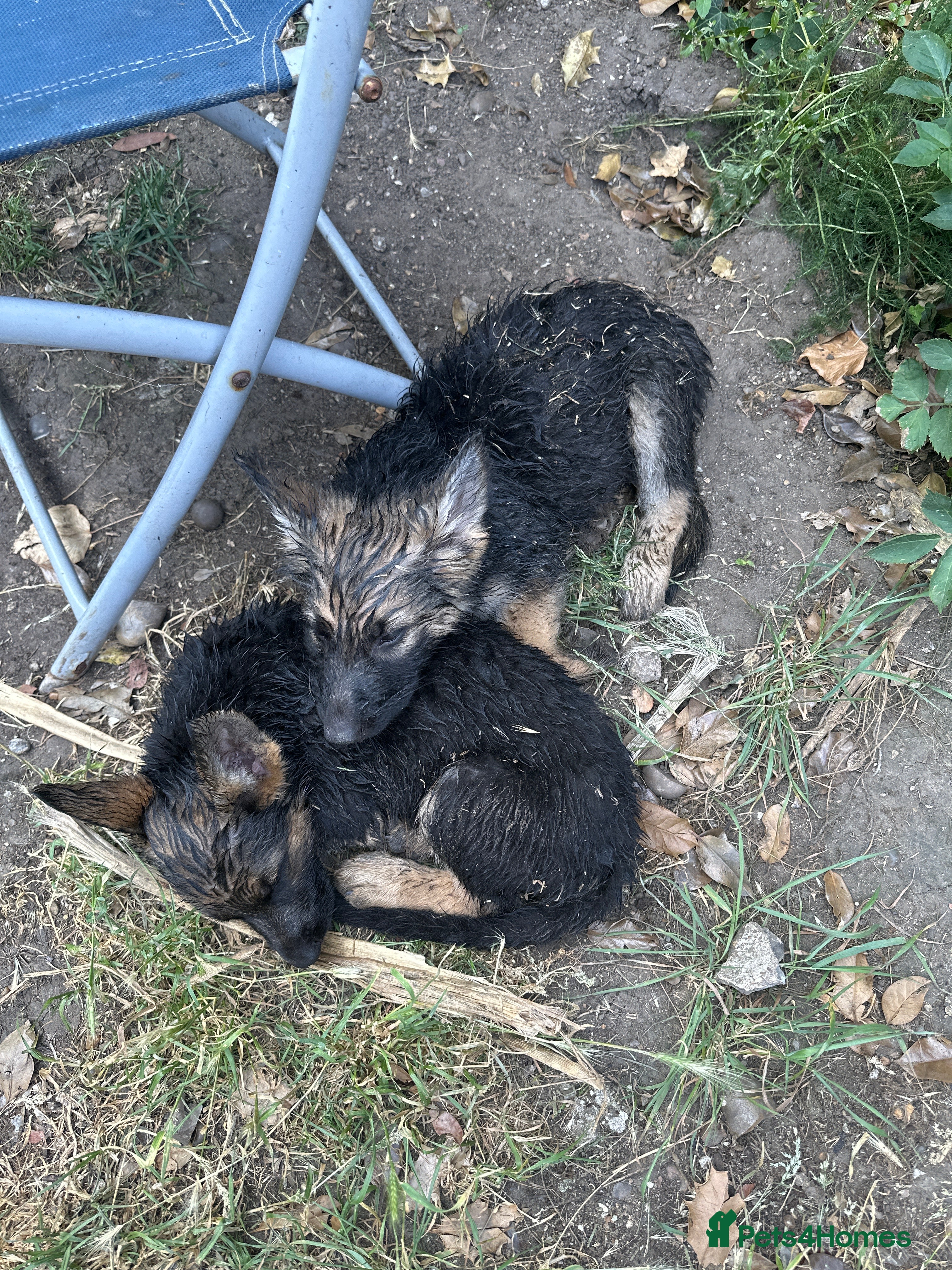 German Shepherd dogs German Shepherd puppies Males and Females - Advert 2