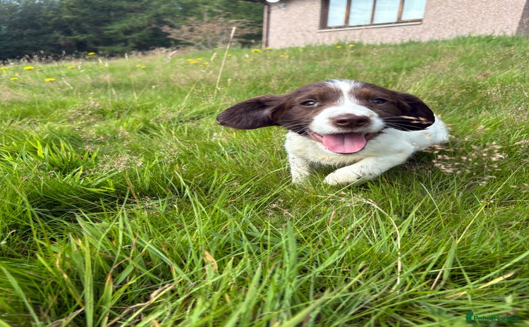 English Springer Spaniel dogs - Advert 11
