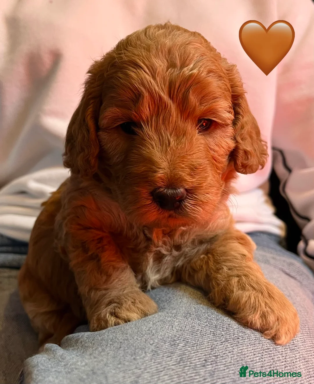 Cockapoo dogs for sale: Beautiful Red & Apricot F1B Cockapoo puppies  - Advert 26