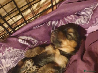 Mixed Breed dogs Chorkie pups - Advert 10