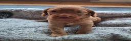 Cockapoo dogs for sale: F1b Cockapoo puppies - Advert 30
