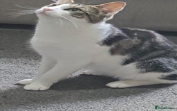 Mixed Breed cats for sale: Cats and Kittens Free - Image 8