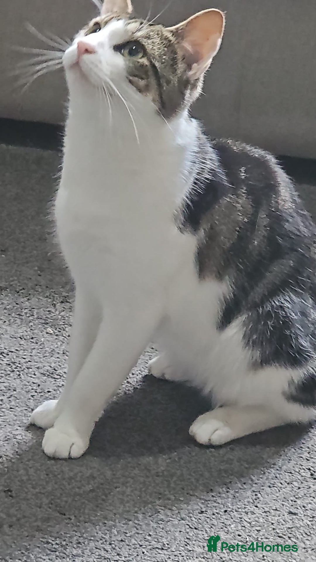 Mixed Breed cats for sale: Cats and Kittens Free - Image 8