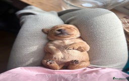 Goldador dogs for sale: Goldador puppies - Advert 15