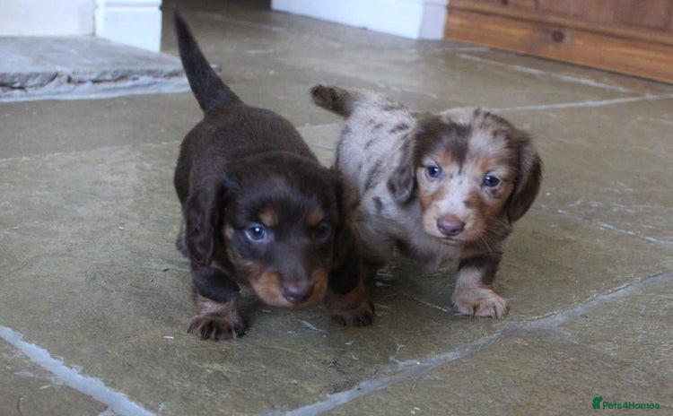 Miniature Dachshund dogs - Advert 4