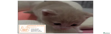 2. ORANGE KITTEN LABEL