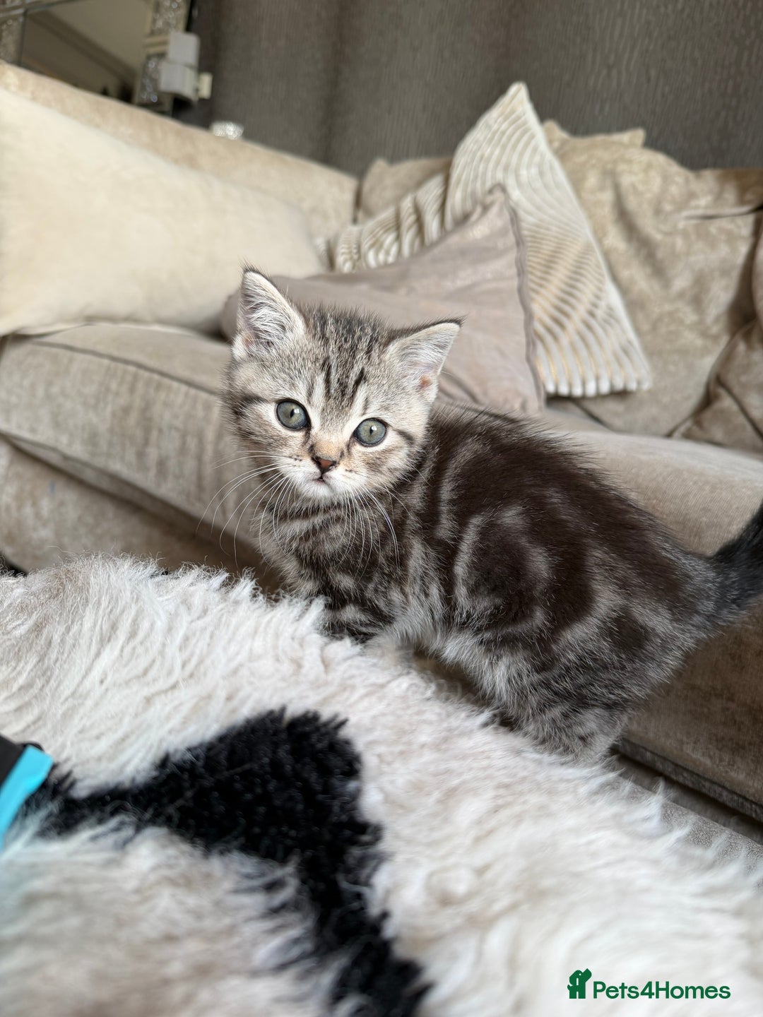 British Shorthair cats for sale: SILVER TABBY BRITISH SHORT HAIR - Advert 3