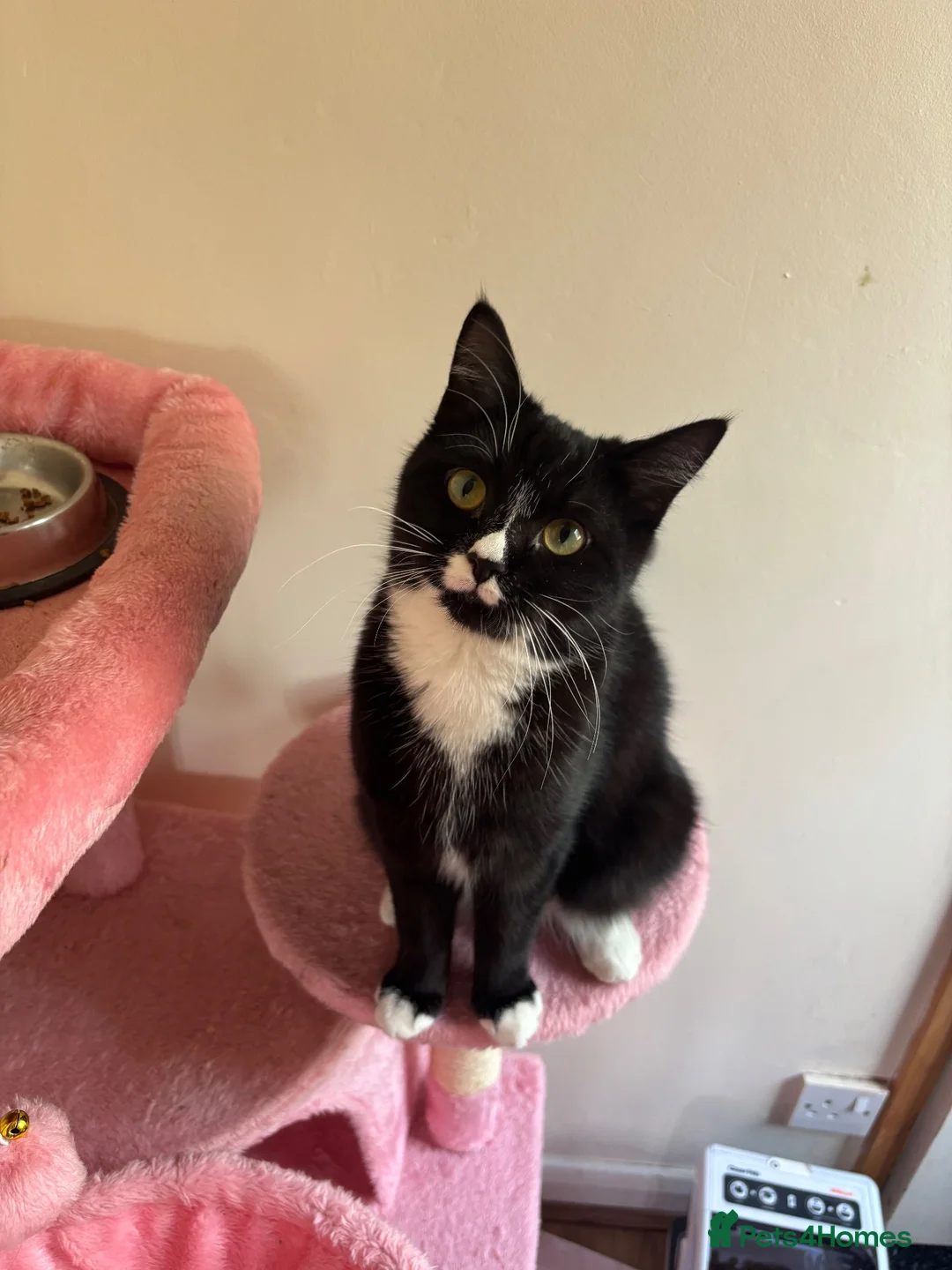 Mixed Breed cats for sale: Female cat - Advert 4