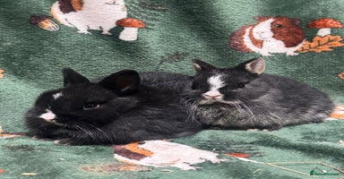 Netherland Dwarf rabbits - Advert 4