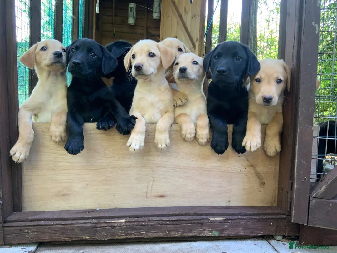 Labrador Retriever dogs for sale: 11 Labrador Puppies in Bridgnorth - Advert 5
