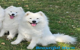 Samoyed dogs for sale: Puppy Waiting List Open for Top Quality KC Sammies - Image 15