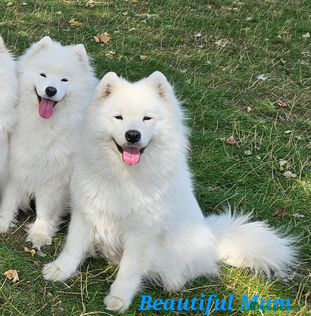 Samoyed dogs for sale: Puppy Waiting List Open for Top Quality KC Sammies - Image 15