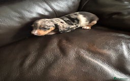 Miniature Dachshund dogs for sale: Dachshund puppies boys and girls ready now - Image 9