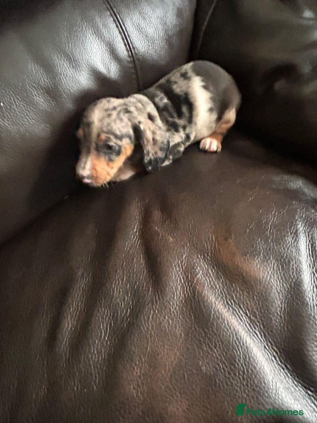 Miniature Dachshund dogs for sale: Dachshund puppies boys and girls ready now - Image 9