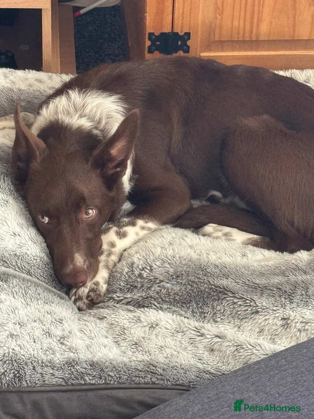 Border Collie dogs for sale: 6 month border collie for sale - Advert 2