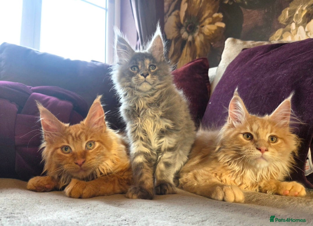 Maine Coon cats TiCA reg/Parents Fully Health Tested - Advert 1