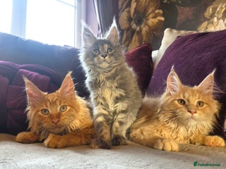 Maine Coon cats TiCA reg/Parents Fully Health Tested - Advert 1