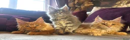 Maine Coon cats for sale: TiCA reg/Parents Fully Health Tested - Advert 1