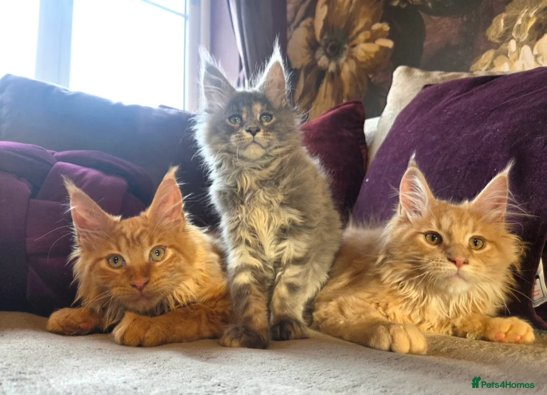 Maine Coon cats for sale: TiCA reg/Parents Fully Health Tested - Advert 1