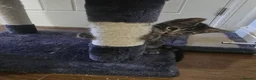 Mixed Breed cats for sale: Mixed male bengal  - Advert 2