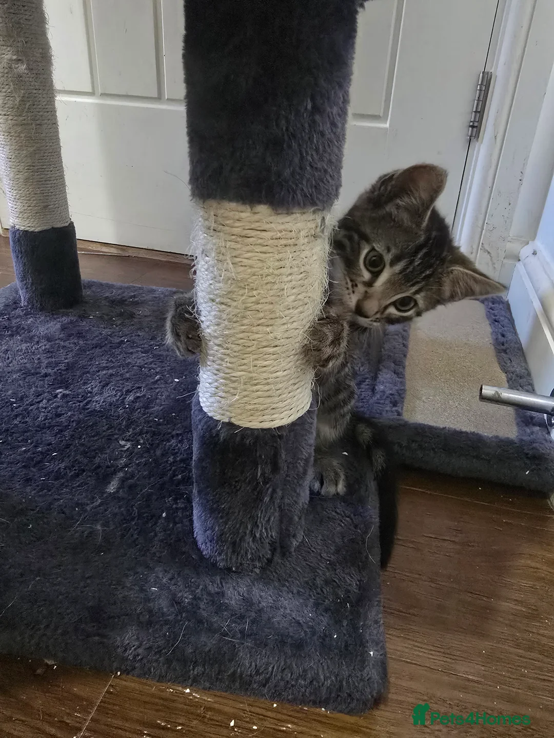 Mixed Breed cats for sale: Mixed male bengal  - Advert 2