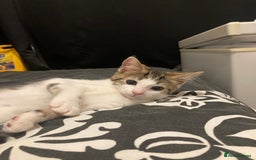 European cats for sale: 2 Adorable Kittens ready for their forever homes  - Advert 19