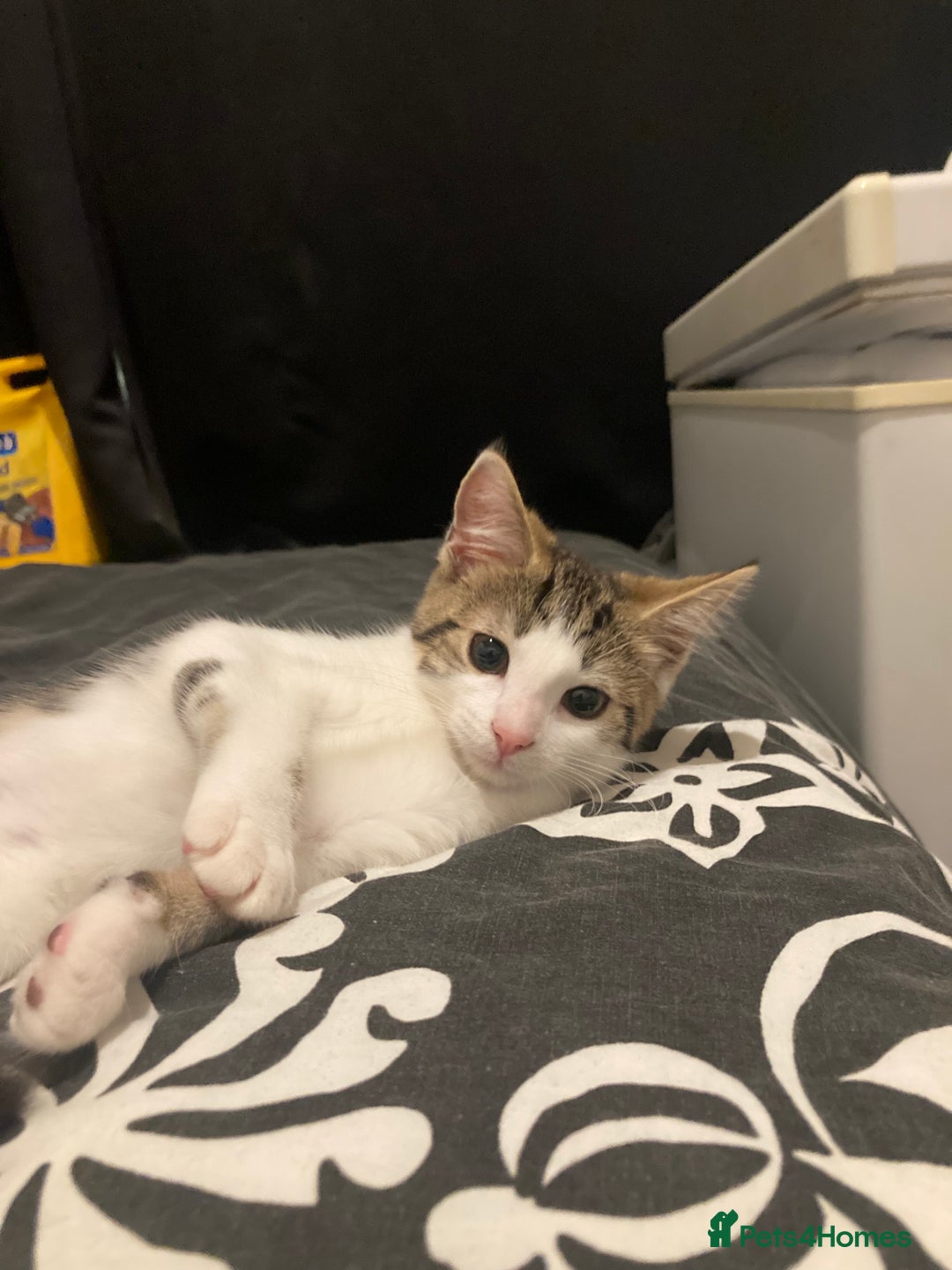 European cats for sale: 2 Adorable Kittens ready for their forever homes  - Advert 19