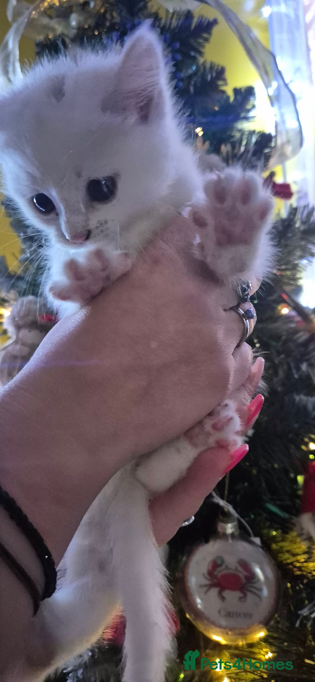 Mixed Breed cats for sale: Kittens for sale  - Advert 3