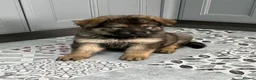 German Shepherd dogs for sale: Gorgeous German Shepherd puppies  - Advert 16