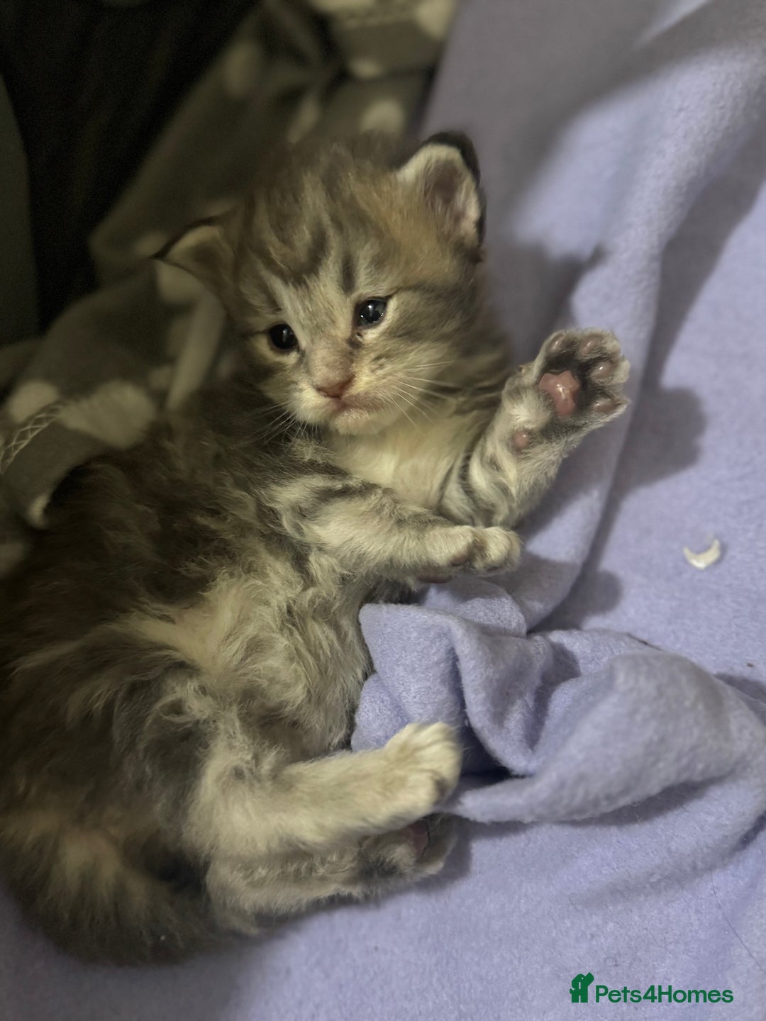 Maine Coon cats for sale: 3 week old mainecoon kittens - Advert 4
