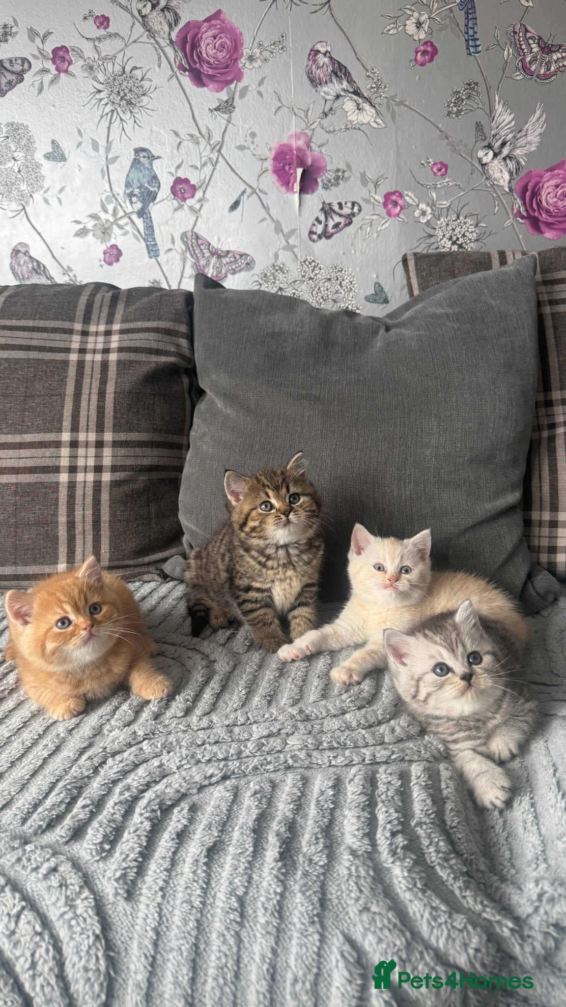 British Shorthair cats Beautiful British shorthair kittens  - Advert 3