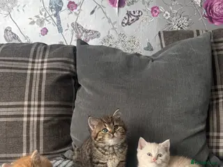 British Shorthair cats Beautiful British shorthair kittens - Advert 1