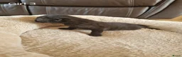 Mixed Breed cats for sale: Beautiful Domestic Shorthair Female Kitten - Advert 6