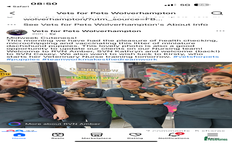 Miniature Dachshund dogs - Advert 4