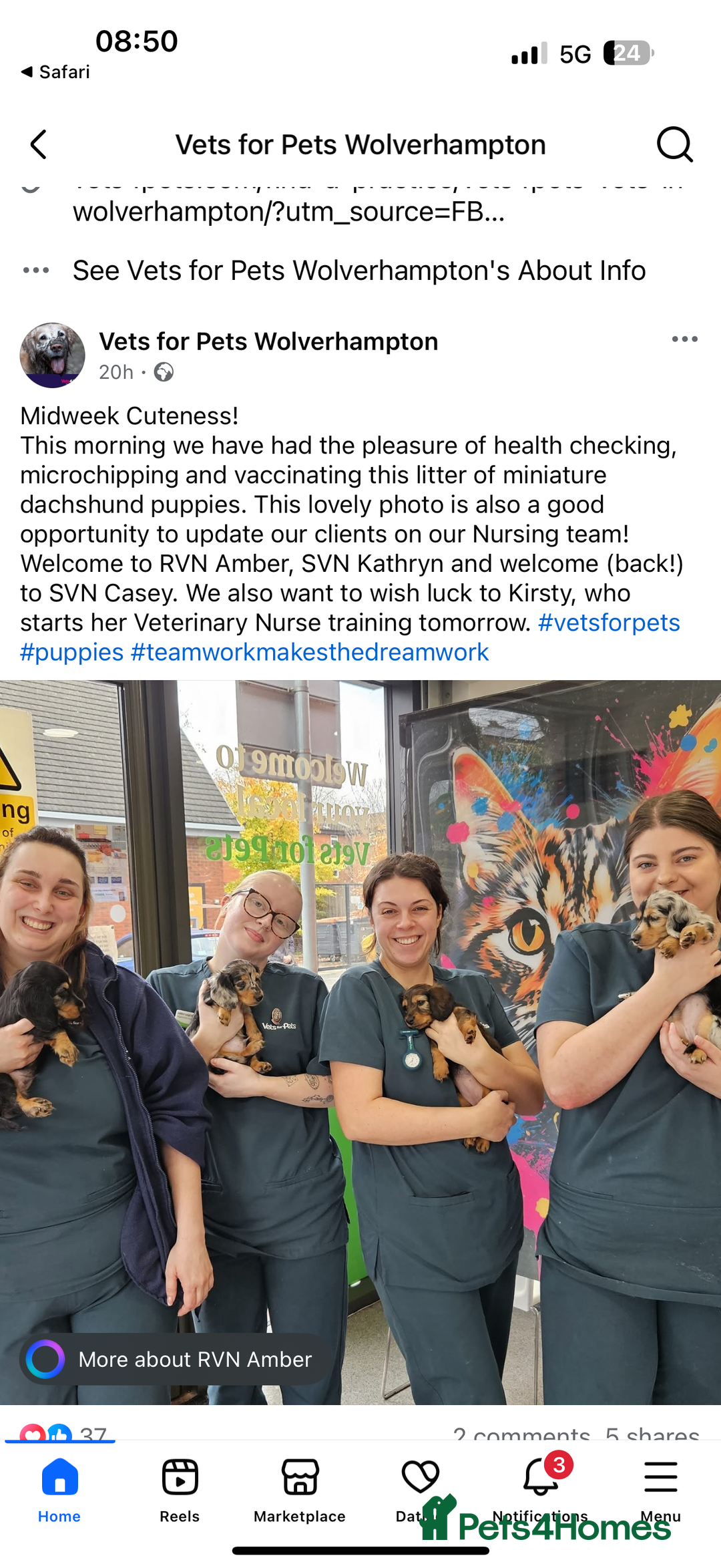 Miniature Dachshund dogs for sale: Family-Raised Miniature Long Haired Doxie Puppies - Advert 1